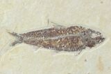 Fossil Fish Plate (Diplomystus & Knightia) - Wyoming #93998-2